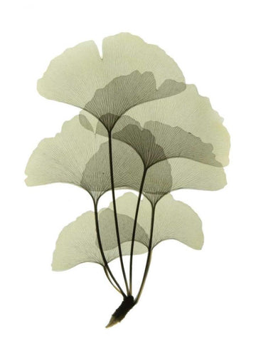 Ginko II White Modern Wood Framed Art Print with Double Matting by ACEE