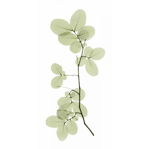 Myrtle Tree Black Modern Wood Framed Art Print by ACEE