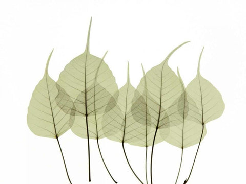 Woodlands I White Modern Wood Framed Art Print with Double Matting by ACEE