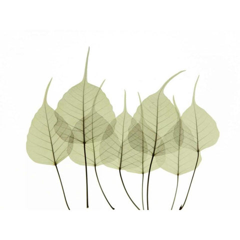 Woodlands I Black Modern Wood Framed Art Print by ACEE