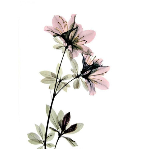 Azalea Black Modern Wood Framed Art Print by ACEE