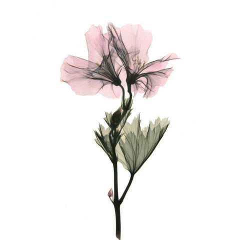 Geranium Black Modern Wood Framed Art Print by ACEE