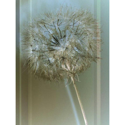 Flaura I Black Modern Wood Framed Art Print by Blake, W.