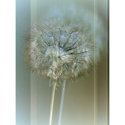 Flaura II Black Modern Wood Framed Art Print with Double Matting by Blake, W.