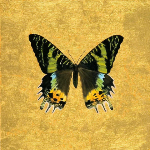 Butterfly on Gold White Modern Wood Framed Art Print with Double Matting by Charlotte, Joanna