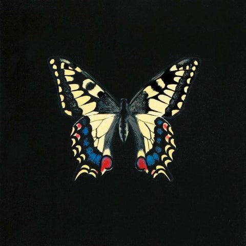 Butterfly on Black Black Modern Wood Framed Art Print with Double Matting by Charlotte, Joanna