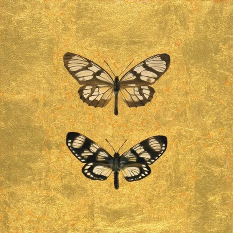Pair of Butterflies on Gold Black Modern Wood Framed Art Print with Double Matting by Charlotte, Joanna