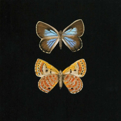 Pair of Butterflies on Black Black Ornate Wood Framed Art Print with Double Matting by Charlotte, Joanna