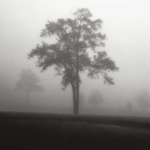 Fog Tree Study I White Modern Wood Framed Art Print with Double Matting by Cook, Jamie