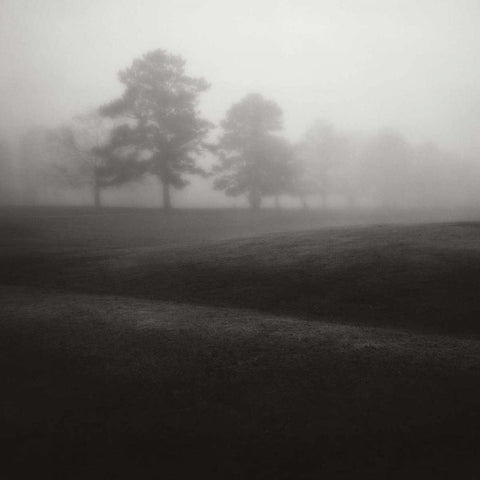 Fog Tree Study II Black Modern Wood Framed Art Print by Cook, Jamie