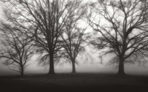Fog Tree Study IV Black Ornate Wood Framed Art Print with Double Matting by Cook, Jamie