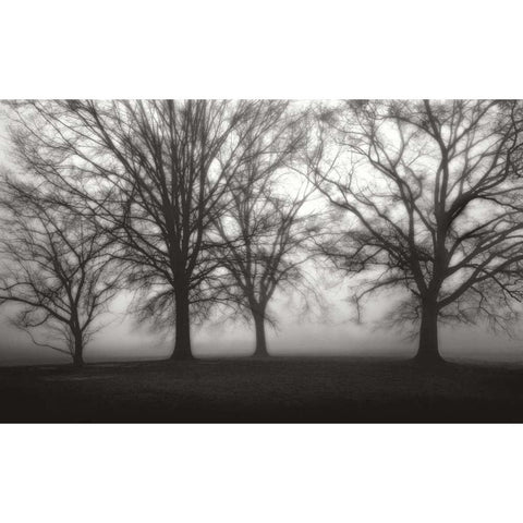 Fog Tree Study IV Black Modern Wood Framed Art Print by Cook, Jamie