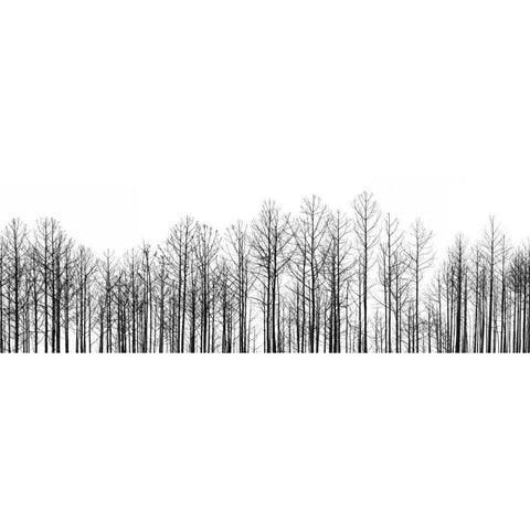 Straightforward White Modern Wood Framed Art Print by Cook, Jamie