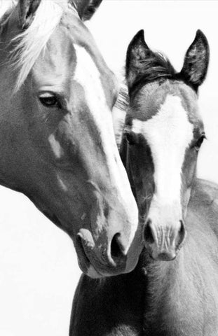 Wild Whispers I Black Ornate Wood Framed Art Print with Double Matting by Corpeny, Peggy