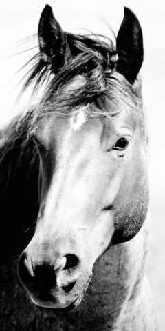 Wild Whispers I Black Ornate Wood Framed Art Print with Double Matting by Corpeny, Peggy