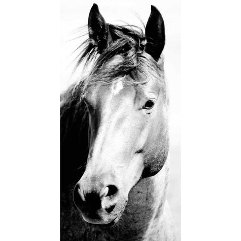 Wild Whispers I Black Modern Wood Framed Art Print with Double Matting by Corpeny, Peggy