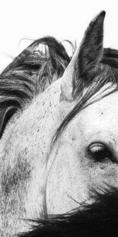 Wild Whispers II White Modern Wood Framed Art Print with Double Matting by Corpeny, Peggy