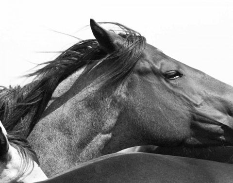 Wild Whispers II White Modern Wood Framed Art Print with Double Matting by Corpeny, Peggy