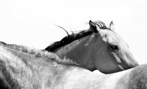 Wild Whispers II Black Ornate Wood Framed Art Print with Double Matting by Corpeny, Peggy