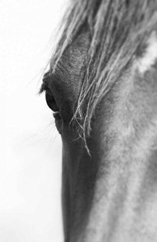 Wild Whispers II White Modern Wood Framed Art Print with Double Matting by Corpeny, Peggy