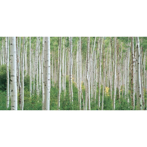 Early Autumn Aspens Gold Ornate Wood Framed Art Print with Double Matting by Frates, Dennis