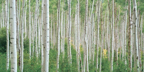 Early Autumn Aspens White Modern Wood Framed Art Print with Double Matting by Frates, Dennis