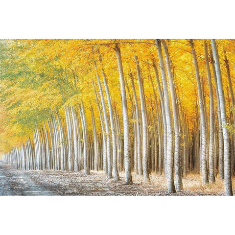 Gold Alley Black Modern Wood Framed Art Print with Double Matting by Frates, Dennis