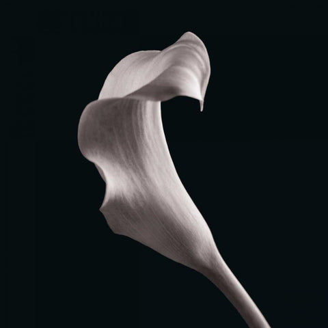 Lilies Black Modern Wood Framed Art Print by Faragher, Michael