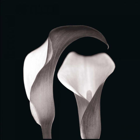 Lilies Black Modern Wood Framed Art Print with Double Matting by Faragher, Michael