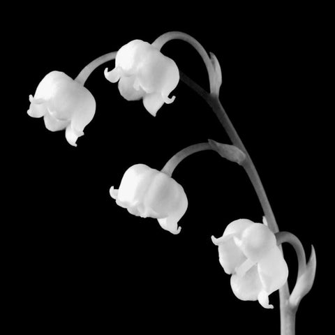 Spring Bells I Black Modern Wood Framed Art Print by Faragher, Michael