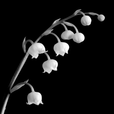Spring Bells II Black Modern Wood Framed Art Print by Faragher, Michael