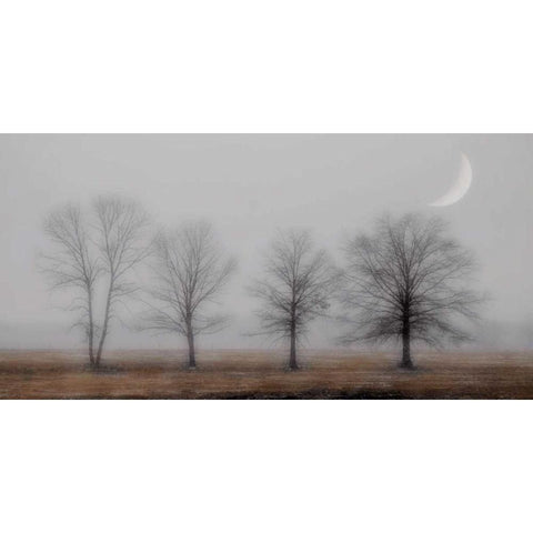 Early December Black Modern Wood Framed Art Print by Jacks, Heather
