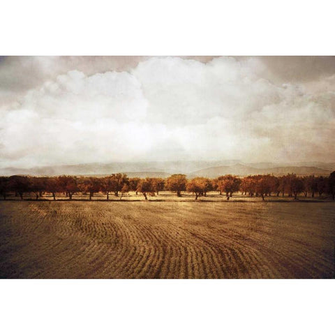 The Olive Grove Black Modern Wood Framed Art Print by Jacks, Heather
