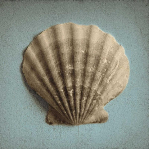 Seashell Study II White Modern Wood Framed Art Print by Jacks, Heather