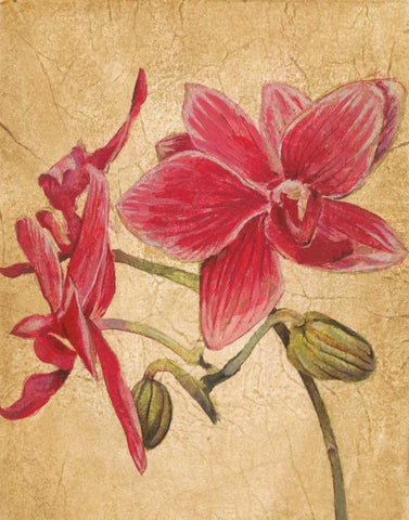 HawaiianTropics II White Modern Wood Framed Art Print with Double Matting by Jardine, Liz