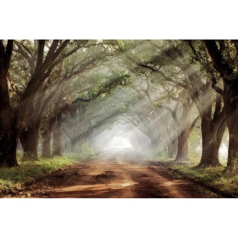 Evergreen Plantation Black Modern Wood Framed Art Print with Double Matting by Jones, Mike