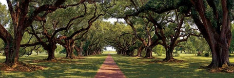 Enchanted Oaks Black Ornate Wood Framed Art Print with Double Matting by Jones, Mike