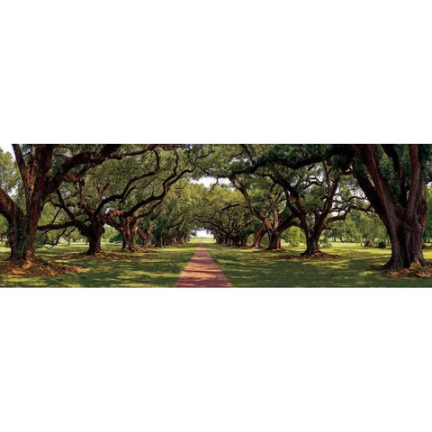 Enchanted Oaks Black Modern Wood Framed Art Print by Jones, Mike