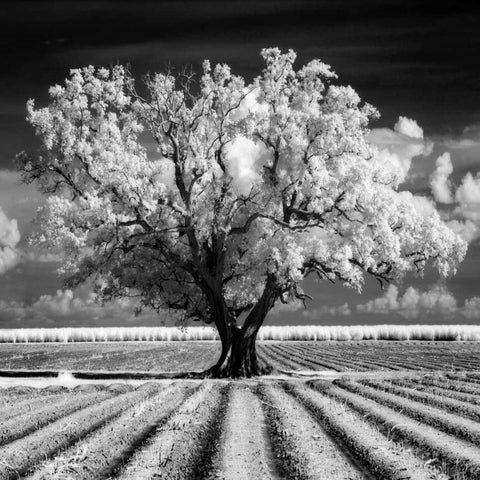 Daydream Black Modern Wood Framed Art Print with Double Matting by Jones, Mike