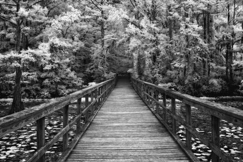 A Walk Into Tranquility Black Ornate Wood Framed Art Print with Double Matting by Jones, Mike