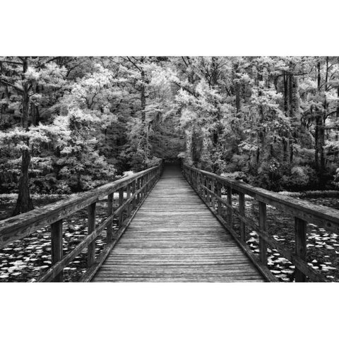 A Walk Into Tranquility White Modern Wood Framed Art Print by Jones, Mike