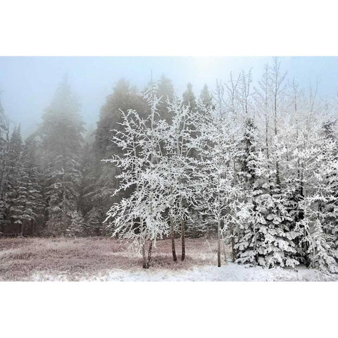 Frosty Morning Black Modern Wood Framed Art Print by Jones, Mike