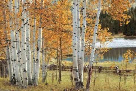 Birch Beauty Black Ornate Wood Framed Art Print with Double Matting by Jones, Mike