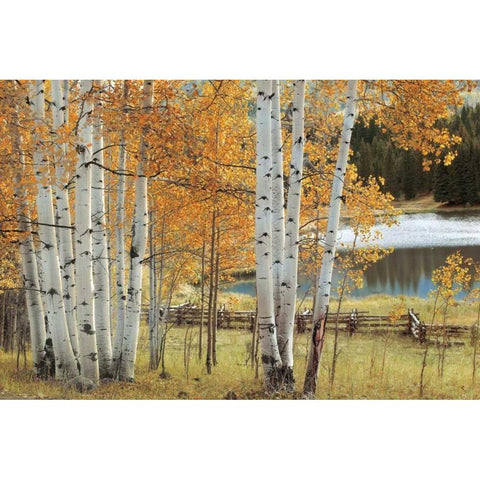 Birch Beauty Gold Ornate Wood Framed Art Print with Double Matting by Jones, Mike