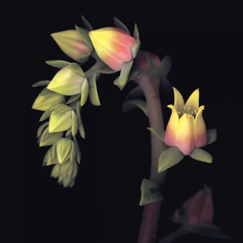 Echeveria Black Modern Wood Framed Art Print by Levine, Andrew