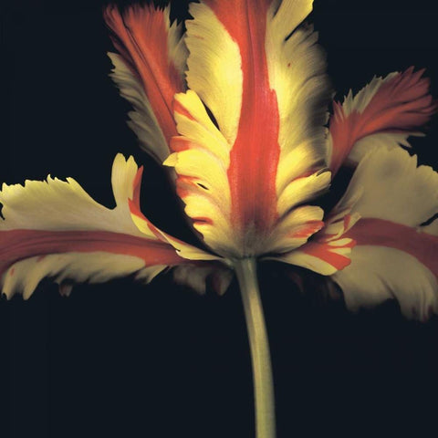 French Parrot Tulip Gold Ornate Wood Framed Art Print with Double Matting by Levine, Andrew