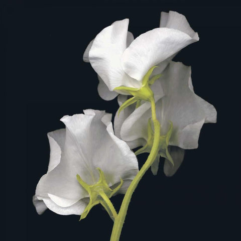 Sweet Pea White Modern Wood Framed Art Print by Levine, Andrew