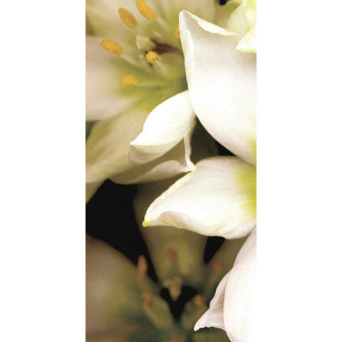 Star of Bethlehem Triptych Black Modern Wood Framed Art Print by Levine, Andrew
