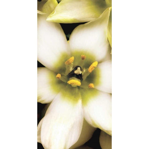 Star of Bethlehem Triptych Gold Ornate Wood Framed Art Print with Double Matting by Levine, Andrew
