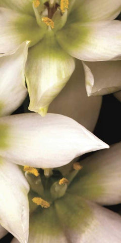 Star of Bethlehem Triptych White Modern Wood Framed Art Print with Double Matting by Levine, Andrew